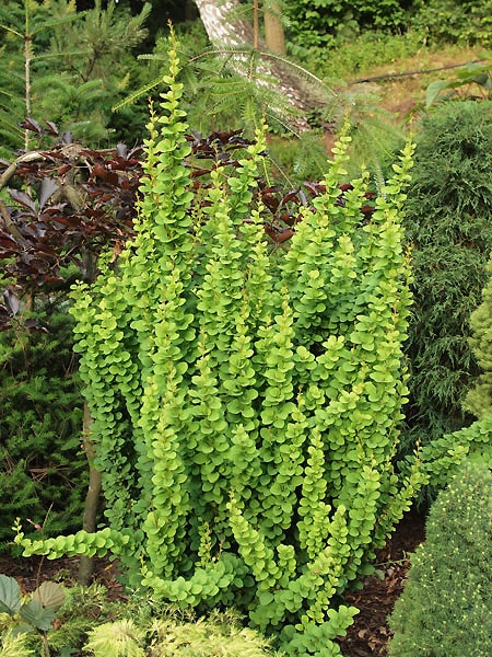Berberis thunbergii 'Erecta'